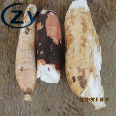 غسالة نشا الروتاري الطازجة من Cassava Drum 20t / H فضي أبيض اللون